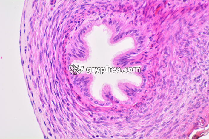 Oviducte de Lapine x40 - gryphea.com